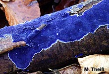 Blauer Rindenpilz