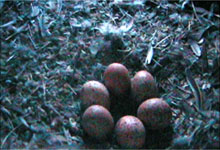 Turmfalken-Eier x 6