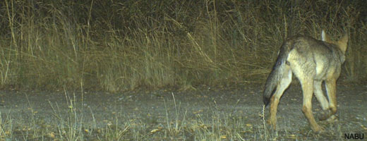 Ein Welpe des Welzower Rudels ist nachts auf der Straße unterwegs.