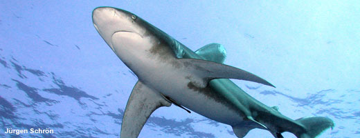 Der Weißspitzenhochseehai gehört zu den fünf Haiarten, die zukünftig stärker geschützt werden.