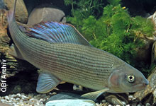Ein Kommentar zur Wahl der Äsche zum „Fisch des Jahres“ 2011