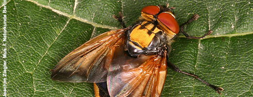 Bunt gefärbt sind nur die männlichen Goldschildfliegen.