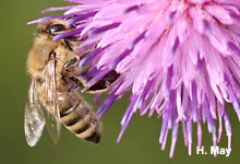 Honigbiene an Kratzdistel