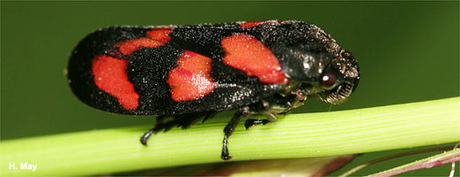 Auch das Insekt des Jahres 2009, die Gemeine Blutzikade (Cercopis vulnerata), gehört zu den Schaumzikaden.