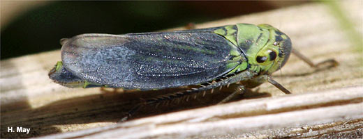 Anders als das Weibchen ist das Männchen der Grünen Zwergzikade deutlich blau gefärbt.