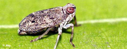 Die Echte Käferzikade (Issus coleoptratus) ist ein Waldbewohner, den man oft auf Efeu antrifft.