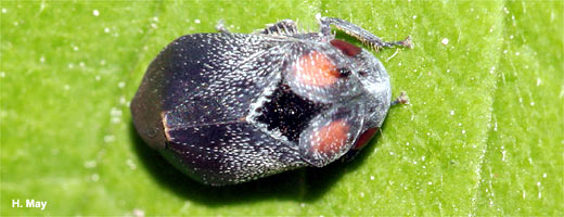 Die Mönchszikade (Penthima nigra) saugt an Laubbaumblättern wie Eichen und Pappeln.
