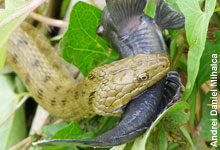 Die sonnenliebende Würfelnatter ist „Reptil des Jahres 2009“