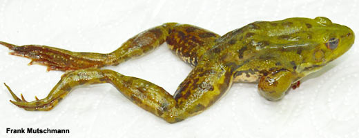 Wirkt für den Laien eher unauffällig: toter Wasserfrosch mit Chytridpilz-Befall.