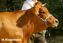 Murnau-Werdenfelser Kuh