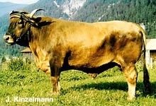 Murnau-Werdenfelser Ochse