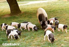 Deutsches Sattelschwein