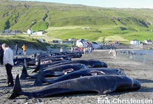Walfang auf den Föröer Inseln