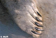 Seehund-Vorderflosse