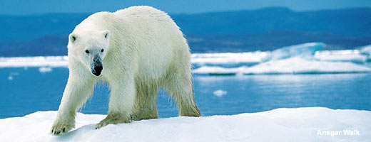 Zum Abschuss freigegeben: Eisbären dürfen weiterhin gejagt werden. 