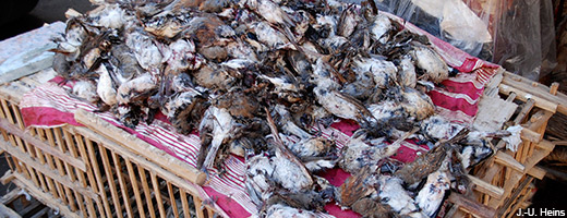 Millionen gefangener Tiere enden auf Märkten und in Restaurants