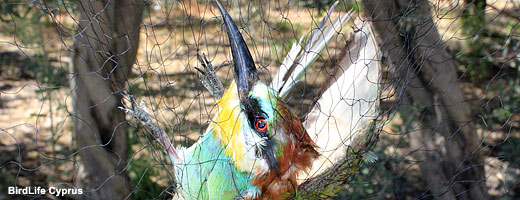 A vida deste Abelha-comedor era um triste fim na rede de caçadores de pássaros.  <br>