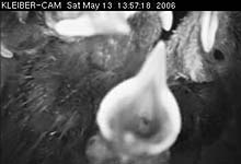 Kleiber-Webcam 13. Mai