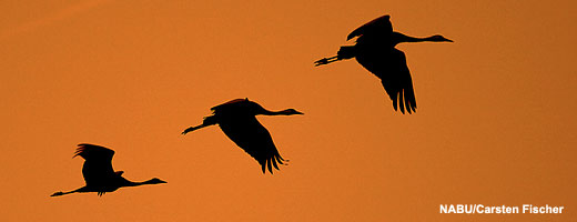 Der NABU entwickelte sich aus dem 1899 gegründeten Bund für Vogelschutz.