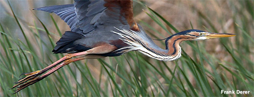 Durch den Schutz schilfreicher Feuchtgebiete als EU-Vogelschutzgebiete hat der Bestand des Purpurreihers in den letzten Jahren zugenommen.<br><br>