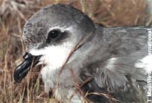 Madeira-Sturmvogel