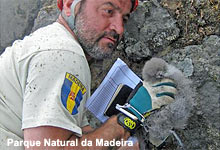 Rettung Küken Madeira-Sturmvogel nach Brand