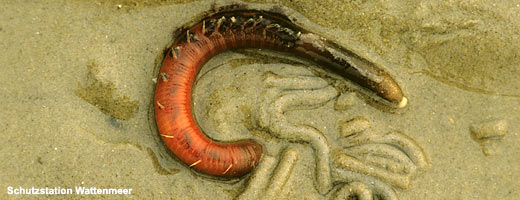Der Gemeine Wattwurm ist der bekannteste Bewohner im Wattboden. Finden lassen sich aber vor allem seine Schlammkegel.