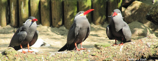 Über 40 der 700 Vogelarten sind aus bedrohten Beständen...