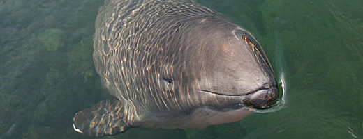 Schweinswale leben vor allem in der offenen Nordsee , aber schwimmen hin und wieder ins Wattenmeer.