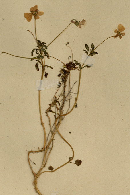 Fotografie einiger Exemplare aus dem Herbarium (Herbier de l’Université Claude Bernard Lyon 1 (LY) - CERESE)