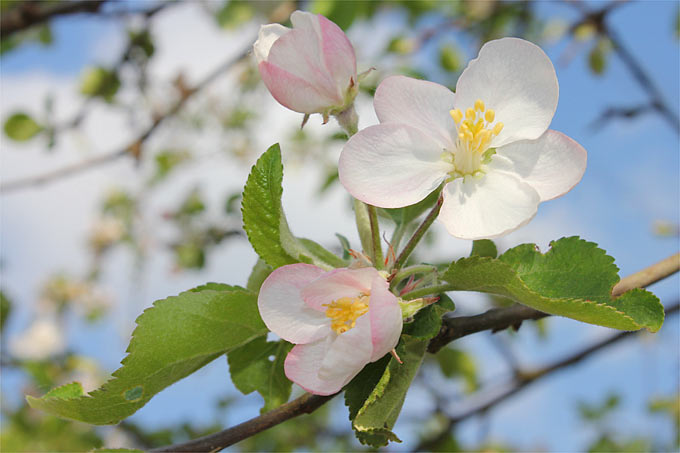 Apfelblüten - Foto: Helge May