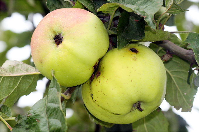 Äpfel der Sorte „Adersleber Kalvill“ – Foto: Helge May