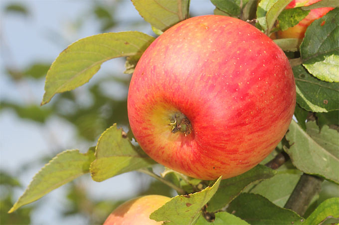 Saft aus den eigenen Äpfeln, das bieten die Mostereien in der NABU-Liste – Foto: Helge May