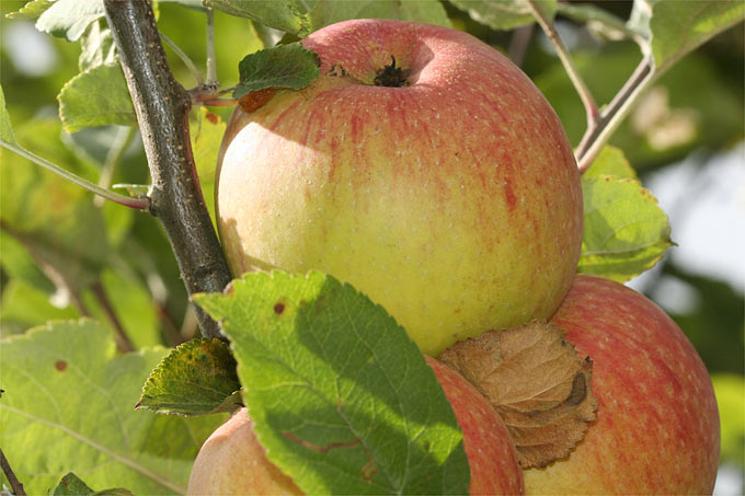 Äpfel der Sorte „Große Kasseler Renette“ – Foto: Helge May
