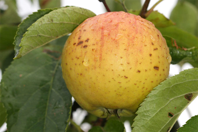 Zabergäu-Apfel