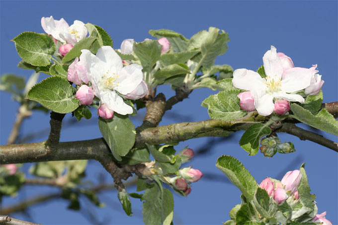 Apfelblüten - Foto: Helge May