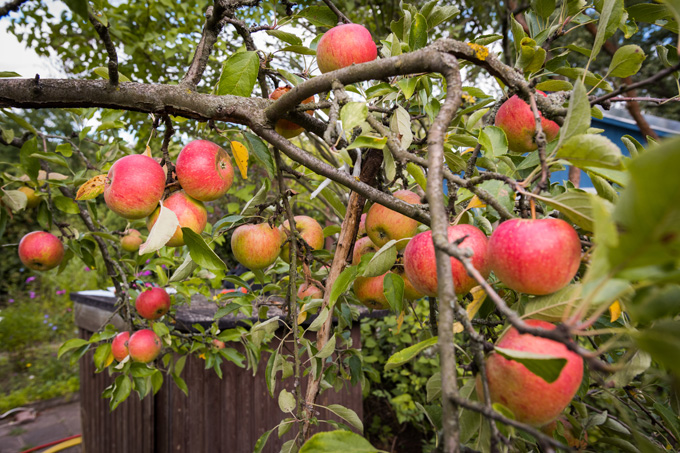 Nur starke Äste können viele Äpfel tragen - Foto: NABU/Sebastian Hennigs