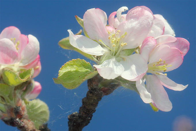 Apfelblüten – Foto: Helge May