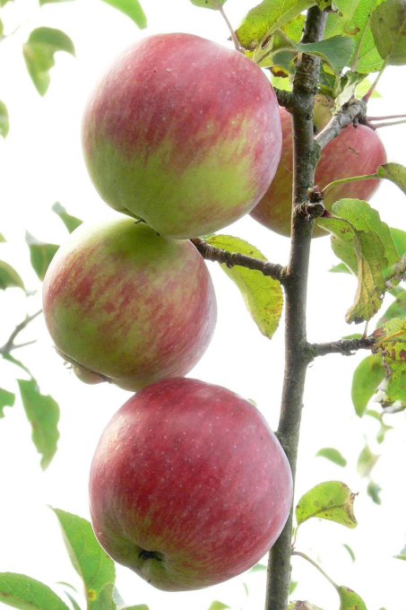 Alte Apfelsorten sind oft auch für Allergiker verträglich - Foto: Naturschutz Malchow
