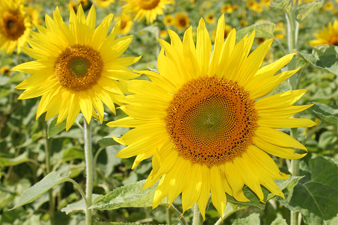 Sonnenblumen - Foto: Helge May