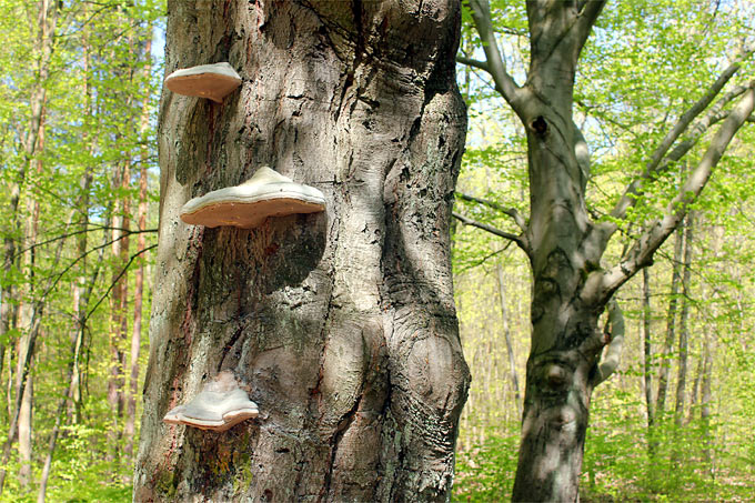 Biotop-Baum: Viele Arten sind von alten Buchen abhängig. - Foto: Helge May