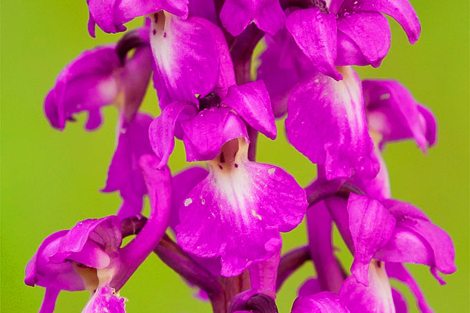 Wilde orchideen in deutschland