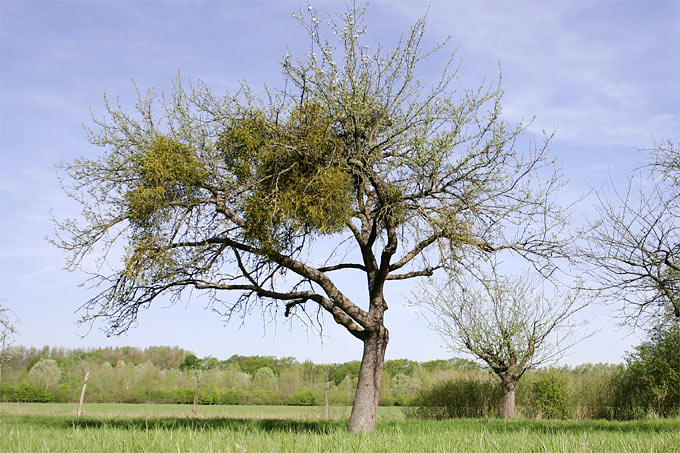 Misteln entziehen ihrem Wirtsbaum – hier ein Apfelbaum – Wasser und Nährstoffe. - Foto: Helge May