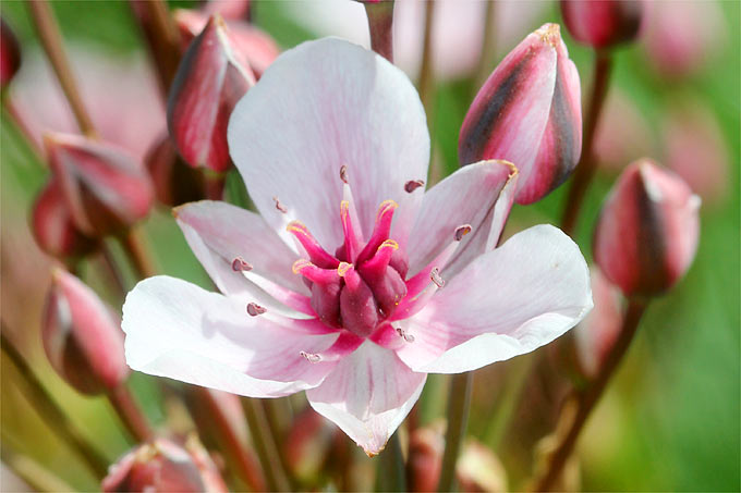 Die Schwanenblume war Blume des Jahres 2014 - Foto: Helge May