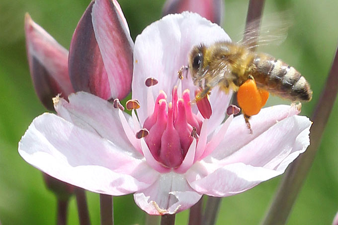 Schwanenblumen locken mit ihren Pollen und Nektar zahlreiche Insekten an. - Foto: Helge May