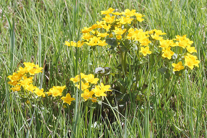 Sumpfdotterblume in Feuchtwiese - Foto: Helge May