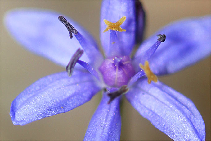 Zweiblättriger Blaustern (Scilla bifolia) - Foto: Helge May