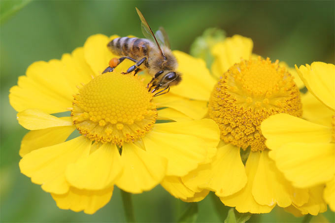 Honigbiene auf Sonnenbraut der Sorte „Kanaria“ - Foto: Helge May