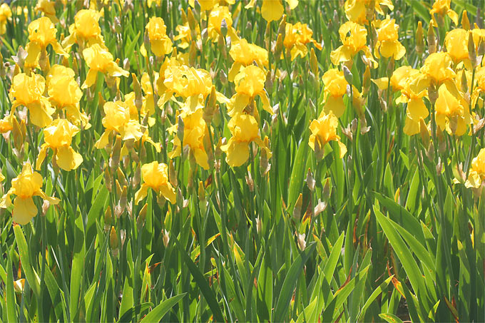 Deutsche Schwertlilie,Iris Zwiebeln,Exotisch,Hochwertige Zwiebeln sind einfach zu züchten,Seltene Pflanze,Iris Staude,Lilien Zwiebeln-2 Zwiebeln,1 