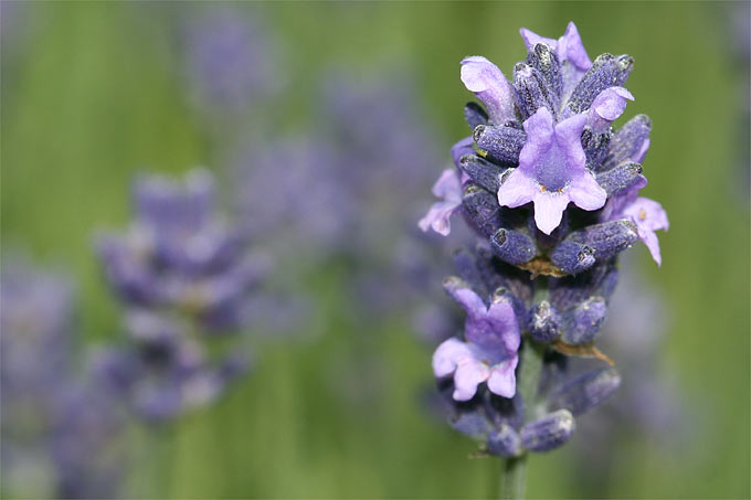 Echter Lavendel - Foto: Helge May